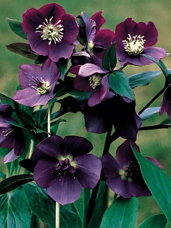 Морозник восточный Blue Lady