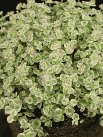 Очиток макиной Little missy