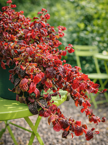 Гортензия длинночерешковая Winter surprise