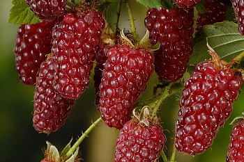 Ежемалина Бакингем Тейберри