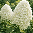 Гортензия метельчатая  Polar Bear