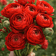 Лютик Азиатский  Red