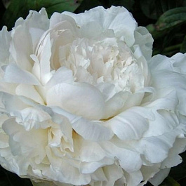 Пион травянистый Омео Сноу