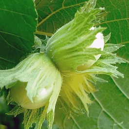 Фундук Nottingham Fruchtbare