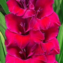 Гладиолус Don Luigi