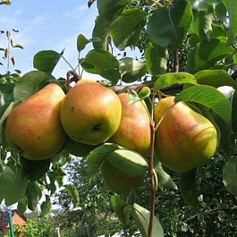 Груша плодовая Кафедральная