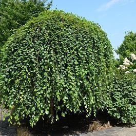 Береза черная Summer Cascade