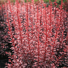 Барбарис Тунберга Rosy Rocket