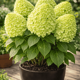 Гортензия метельчатая Panatella ТОЛЬКО САМОВЫВОЗ