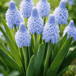 Мускари Azureum