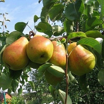 Груша плодовая Кафедральная