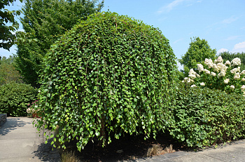 Береза черная Summer Cascade