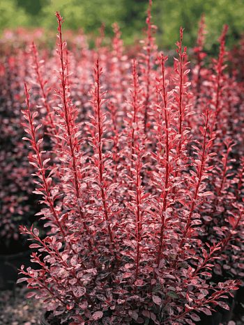 Барбарис Тунберга Rosy Rocket