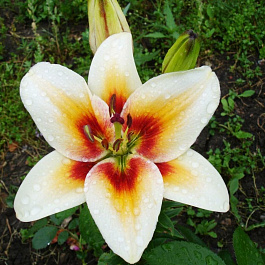 Лилия азиатская Тинос НАБОР 2ШТ (2+2)