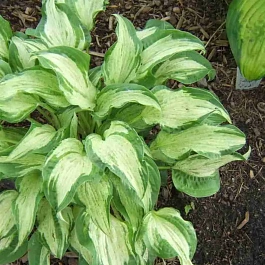 Хоста Allegan Fog