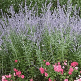 Перовския лебедолистная Blue Steel