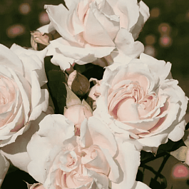 Роза Флорибунда Constanze Mozart