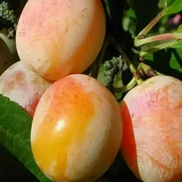 Слива домашняя Яхонтовый мёд