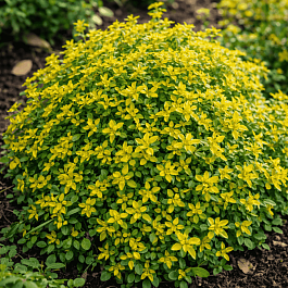 Тимьян гибридный Limone