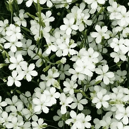 Гвоздика травянка  Albus