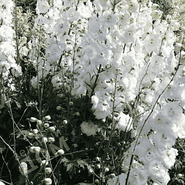 Дельфиниум Magic Fountain Pure White