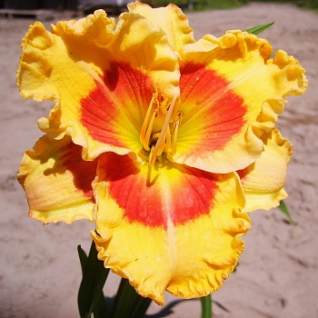 Лилейник гибридный Икс Фактор