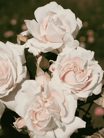 Роза Флорибунда Constanze Mozart