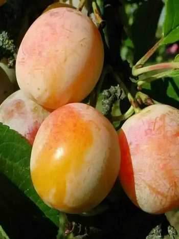 Слива домашняя Яхонтовый мёд