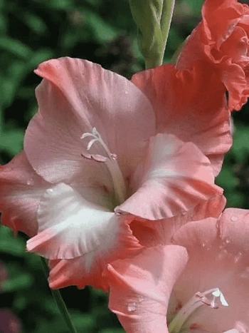 Гладиолус Cheops