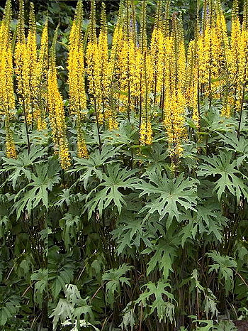 Бузульник Пржевальского