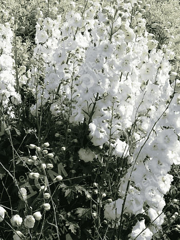 Дельфиниум Magic Fountain Pure White