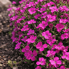 Аубриета Regado Red