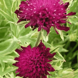 Короставник македонский Thunder and Lightning