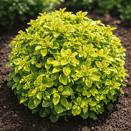 Барбарис Тунберга Green Sapphire