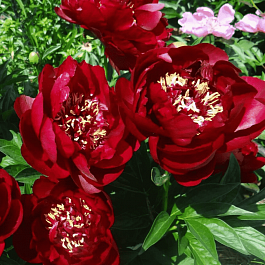 Пион Молочноцветковый Buckeye Belle