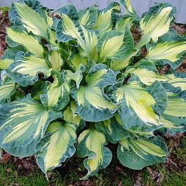 Хоста гибридная Голден Мэдоус