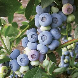 Голубика высокорослая Люкс Либерти Голубика высокорослая Люкс Либерти