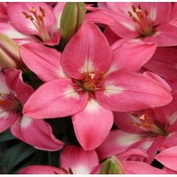 Лилия азиатская Розалин