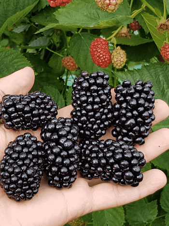 Ежевика Victoria