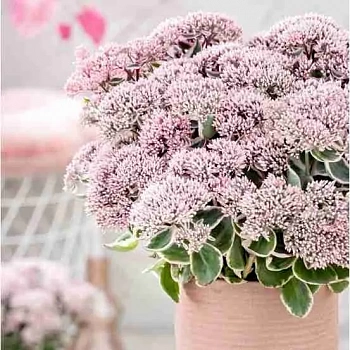 Очиток телефиум La Vie en Rose