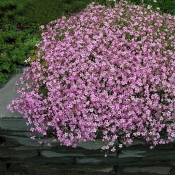 Гипсофила (Качим) ползучая Rosea