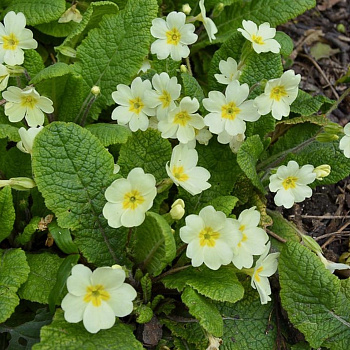 Примула обыкновенная Дантель Примула обыкновенная Дантель