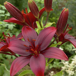 Лилия азиатская Блэк Джек