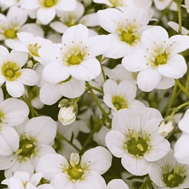 Камнеломка Арендса Rockies White