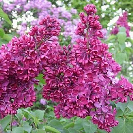 Сирень обыкновенная Знамя Ленина