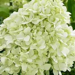 Гортензия метельчатая Little Spooky