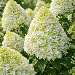 Гортензия метельчатая Hercules ТОЛЬКО САМОВЫВОЗ
