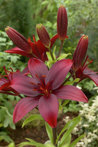 Лилия азиатская Блэк Джек