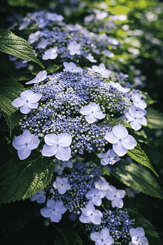 Гортензия пильчатая Bluebird