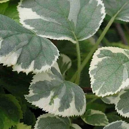 Гортензия длинночерешковая Take a chance